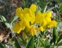 Thermopsis montana image