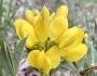Thermopsis rhombifolia image