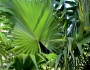 Thrinax radiata image