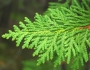 Thuja occidentalis image