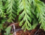 Thuja plicata image