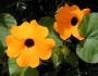 Thunbergia alata image