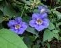 Thunbergia grandiflora image