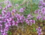 Thymus pseudolanuginosus image