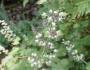 Tiarella trifoliata image