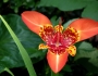 Tigridia pavonia image