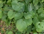 Tilia americana image
