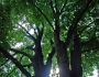 Tilia americana var. heterophylla image