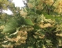 Tilia cordata image