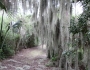 Tillandsia usneoides image