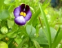 Torenia fournieri image