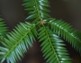 Torreya nucifera image