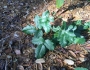 Toxicodendron diversilobum image