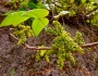 Toxicodendron radicans image