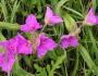 Tradescantia bracteata image