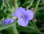 Tradescantia ohiensis image