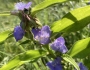 Tradescantia subaspera image
