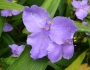 Tradescantia virginiana image