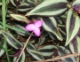 Tradescantia zebrina image