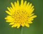 Tragopogon pratensis image