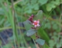 Triadenum fraseri image