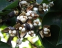 Triadica sebifera image