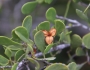 Tricerma phyllanthoides image