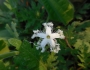 Trichosanthes cucumerina image
