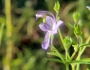 Trichostema dichotomum image