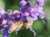 Trichostema lanatum image