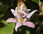 Tricyrtis hirta image