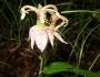 Tricyrtis macropoda image