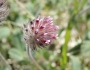 Trifolium albopurpureum image