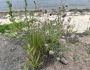 Trifolium arvense image