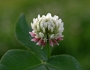 Trifolium fragiferum image