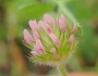Trifolium microcephalum image