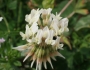 Trifolium repens image