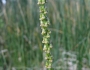Triglochin maritima image