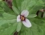 Trillium albidum image