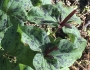 Trillium angustipetalum image