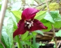 Trillium erectum image