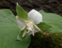 Trillium flexipes image