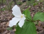 Trillium grandiflorum image