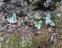 Trillium nivale image
