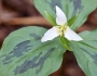 Trillium ovatum image