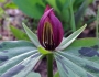 Trillium sessile image