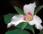 Trillium undulatum image