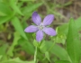 Triodanis biflora image
