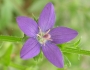 Triodanis perfoliata image