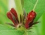 Triosteum aurantiacum image